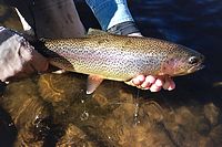 Eastern Sierra Fly Fishing